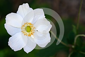 White Japanese Anemone in full bloom in a garden against a green background, as a nature background photo