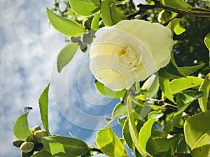 A white japanese camellia with blue sky background. photo
