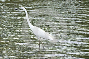 White Japanese Crane in water body