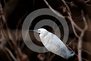 White Japanese egret wading in a river