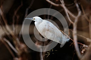 White Japanese egret wading in a river centered in frame
