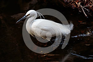 White Japanese egret wading in a river profile view