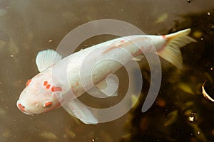 A white Japanese Koi fish swimming in pond located in Meiji Jingu Inner Garden in Tokyo, Japan.