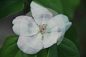 White japanese quince blossom