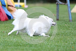 white japanese small spitz running dog agility