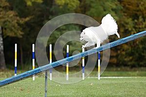 white japanese small spitz running dog agility