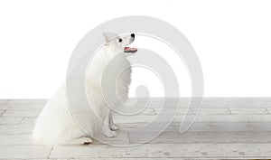 white japanese spitz dog sitting on wooden floor isolated over white background, purebread puppy studio photo photo