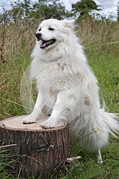 White japanese spitz standing on a log