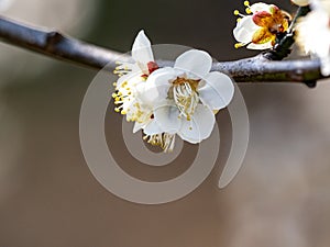 White Japanese ume plum blossoms 1