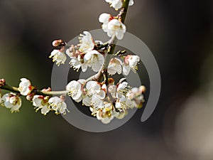 White Japanese ume plum blossoms 2