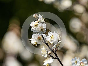 White Japanese ume plum blossoms 3