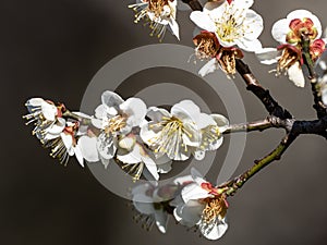 White Japanese ume plum blossoms 4