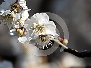White Japanese ume plum blossoms 6