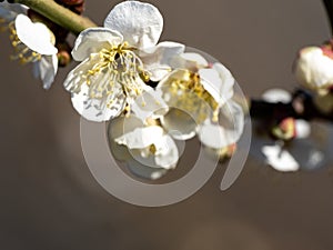White Japanese ume plum blossoms 7