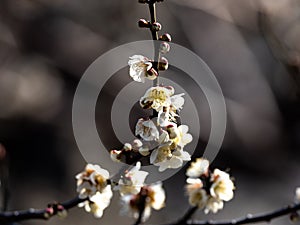 White Japanese ume plum blossoms 8