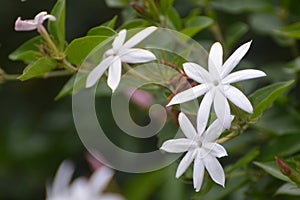 White Jasmin flower