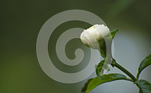 White jasmine buds on smooth green background. Fragrant flowers