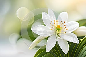 White jasmine flower