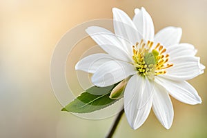 White jasmine flower