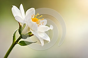 White jasmine flower