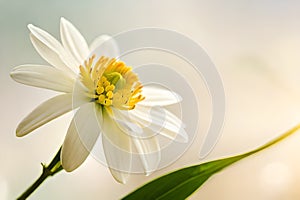 White jasmine flower