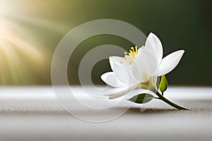 White jasmine flower