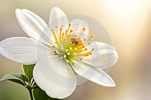 White jasmine flower