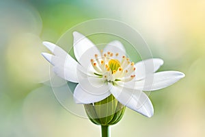 White jasmine flower