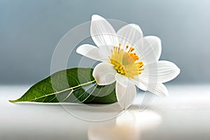 White jasmine flower