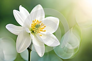 White jasmine flower