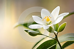 White jasmine flower