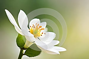 White jasmine flower