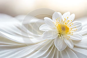 White jasmine flower