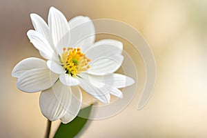 White jasmine flower