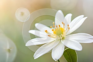 White jasmine flower