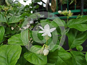 White jasmine flower bud bloom green leaves