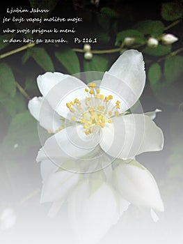 Psalm 116,1 from the Bible.