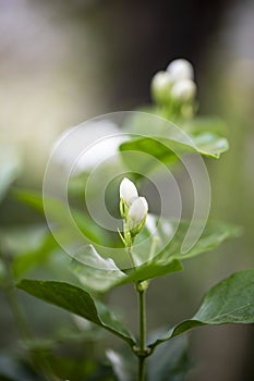 White jasmine flower in the garden