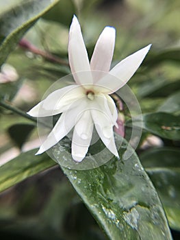 White Jasmine flower with green leaf