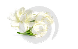 White jasmine flower isolate on white background