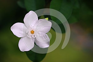 White jasmine flower and leaves with bokeh background