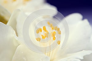 White Jasmine Flower Macro