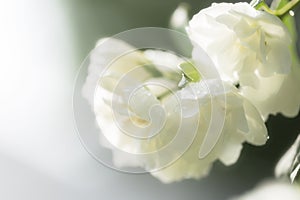 White jasmine flower after rain with water drops.