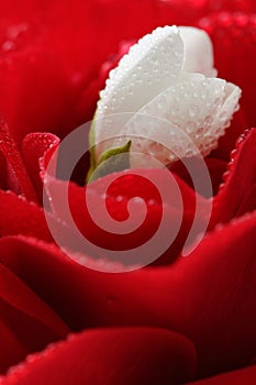 White Jasmine Flower and Red Rose with Water Drops