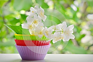 White Jasmine Flower