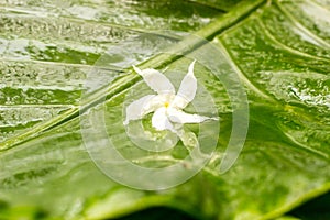 White jasmine flower with water dew on petals on wet green leaves background