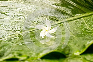 White jasmine flower with water dew on petals on wet green leaves background