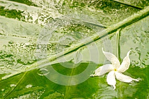 White jasmine flower with water dew on petals on wet green leaves background