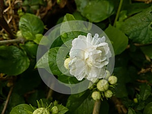 White jasmine flower and water droplets