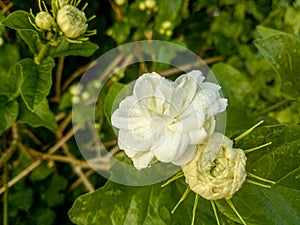 White jasmine flower and water droplets